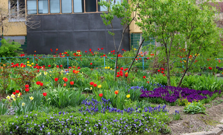Квітучі двори Нікополя, як нагадування про те, що життя продовжується