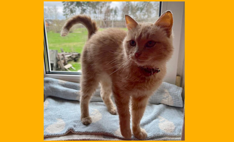 Котик Патрон, який служив на гадяцькому блокпосту, шукає господарів