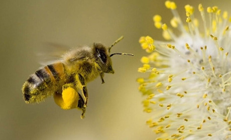 Погода в Кагарлику та Ржищеві на тиждень - з 9 по 15 травня