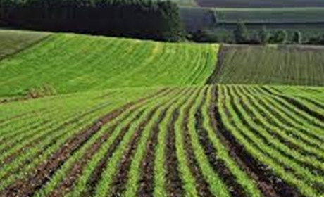 Під час воєнного стану не можна отримати й приватизувати земельну ділянку