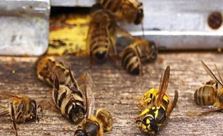 Бережіть бджіл від хімічного токсикозу, - закликає Держпродспоживслужба