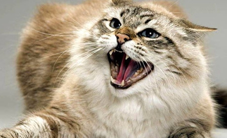 В Кагарлику виявили кота, хворого на сказ: тварина покусала ветлікаря