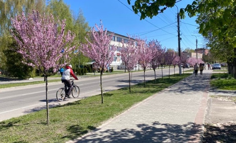 Попри війну корюківський «Благоустрій» готується висаджувати петунії