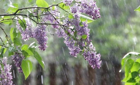 Погода в Кагарлику та Ржищеві на тиждень - з 16 по 22 травня