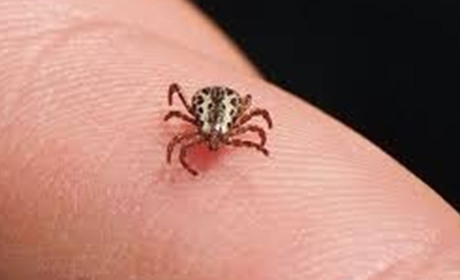 Що робити, якщо вас укусив кліщ - МОЗ