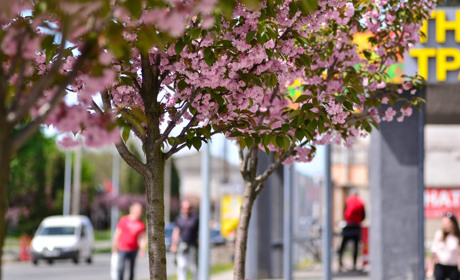 Квітування сакур у Старокостянтинові показали обласні сайти, а ми розбити фото на пазли. Складайте!