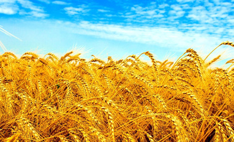 Поліція Миргородщини оголошує конкурс малюнків до Міжнародного дня захисту дітей