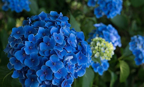 Що відзначатимемо у червні: церковний календар і календар свят