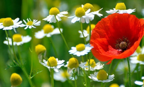 Воєнне літо. Які зміни чекають українців з червня