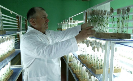 Вивезли 30 тонн картоплі: у Седневі росіяни пограбували підприємство, що займається селекцією. Відео