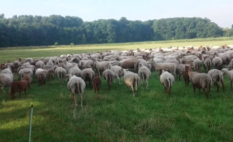 У Сватовому відкрили станцію боротьби з хворобами тварин