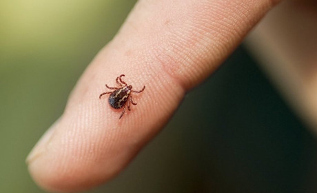 Стало відомо, скільки южненців цього року постраждало від укусів кліщів