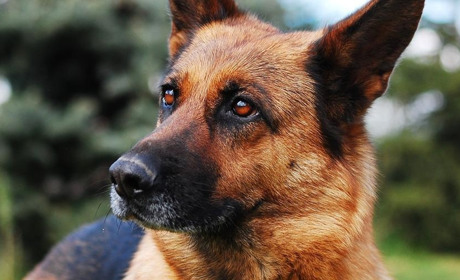 Есе війни. НАЙДА