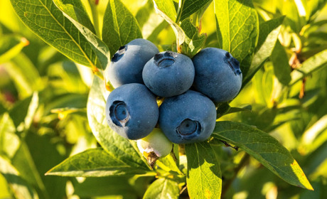 За ягодами: в яких громадах Сарненського району дозволили ходити в ліс