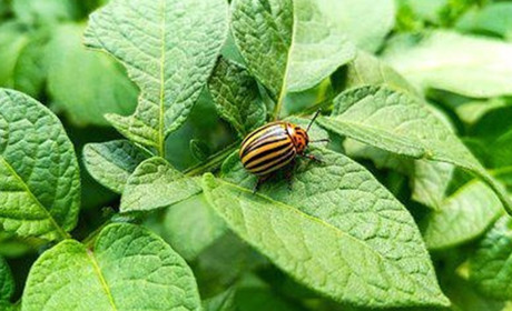 Поради городника: як позбутися колорадського жука на картоплі, застосовуючи тільки біопрепарати