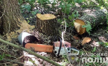 Напиляв дерев на штраф: на Гадяччині викрили незаконну рубку дерев