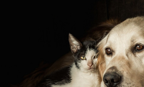 Чотирилапі шукають дім: підбірка тварин, яким потрібен господар у Жовтих Водах