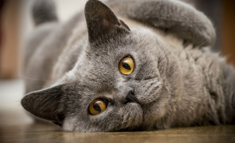 Есе війни. Кішка