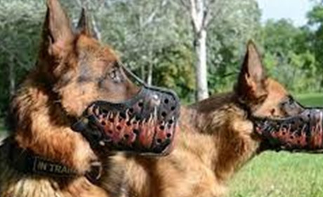 Як вибрати намордник для собаки?