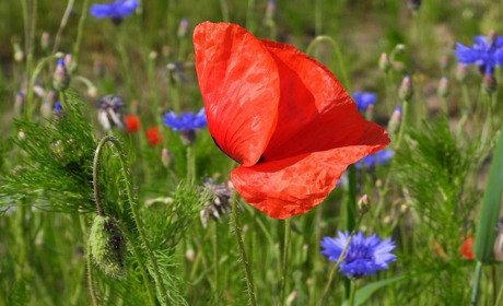 Погода в Старокостянтинові на 20-26 червня: коли чекати опадів