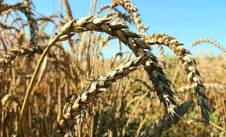 На Одещині розпочалися жнива. Аграрії планують зібрати 60% від минулорічного врожаю