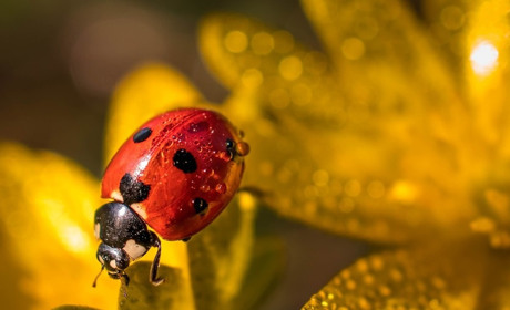 Погода у Старокостянтинові на 27 червня - 3 липня: спека посилиться