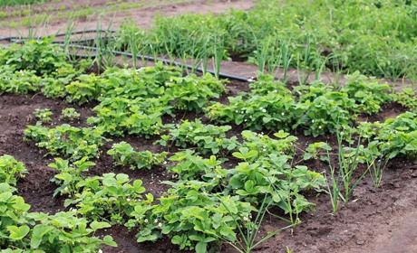 Місячний посівний календар на липень 2022: кращі дні для городників і садівників