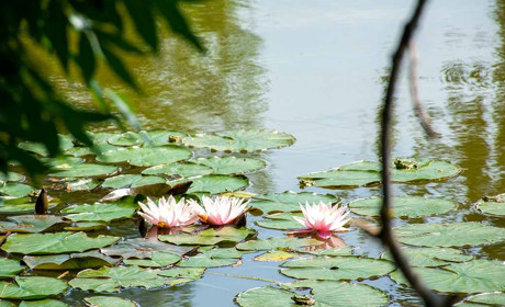 В Кагарлику на Саджалці розцвіло біле та рожеве латаття
