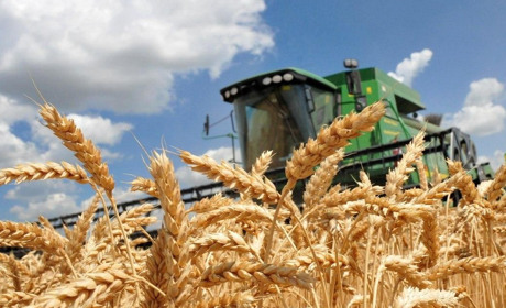 На Полтавщині намолотили перші 100 тонн продовольчої пшениці