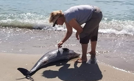У Чорному морі виявили чотирьох мертвих дельфінів. Чому вони гинуть, пояснення еколога