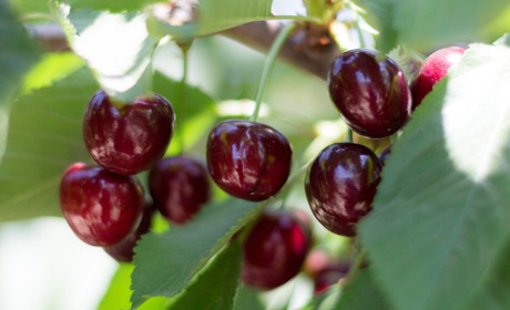 Мелітопольській черешні завдано збитків в 1 млрд грн, через рейдерське захоплення