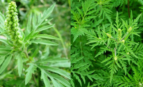 Амброзія полинолиста: як розпізнати та як боротися із небезпечним бур’яном