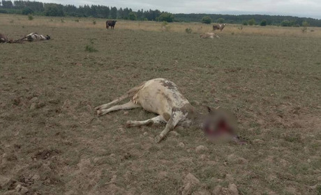 Російські загарбники «Градами» обстріляли пасовище з коровами на Чернігівщині