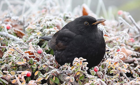 Якою буде зима в Україні - розповіли в Укргідрометцентрі