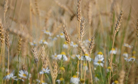 Погода на 11 - 17 липня: зниження температури та дощі