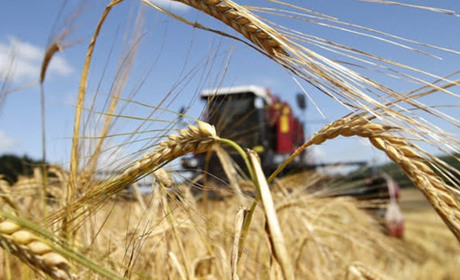 На Полтавщині зібрали ранніх зернових із понад 40 тисяч гектарів