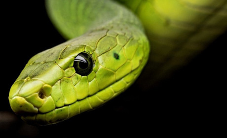 Зміїний день: сьогодні в світі відзначають День змії. Про гадів Сірогозщини розповідає краєзнавець