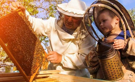 Навчання для переселенців: Гадяцьке аграрне училище проводить он-лайн курс із бджільницва