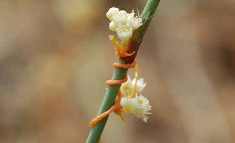 Небезпечний бур’ян повитиця: знищує рослини і шкодить тваринам