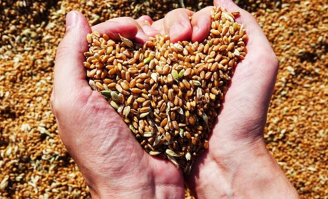 На Одещині вже зібрали понад 1,5 млн тонн зернових