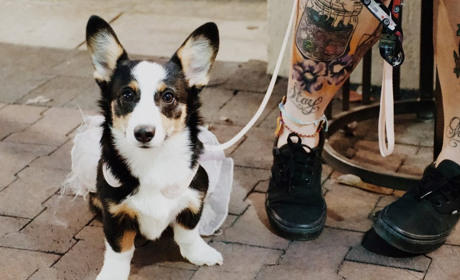 До Польщі — із мікрочіпом: Укрзалізниця уводить нові тимчасові правила перевзення тварин