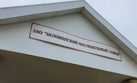Покращення по-російськи. Як вплинула окупація на маслозавод в Біловодську