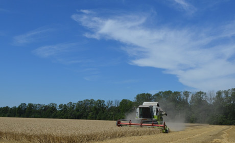 Відповідальні жнива-2022: в Ошихлібах завершують збирання пшениці