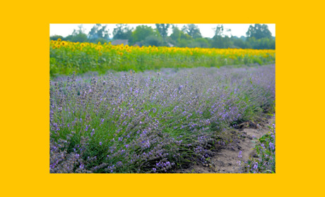 Відпрацьовує гроші і сили, які у неї вкладають: у Лютеньці, що на Гадяччині, вирощують лаванду