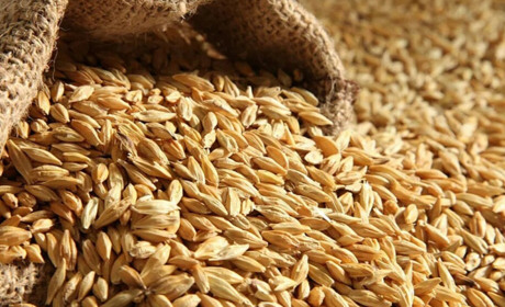 Сьогодні на портах Одещини вантажать перші судна з зерном