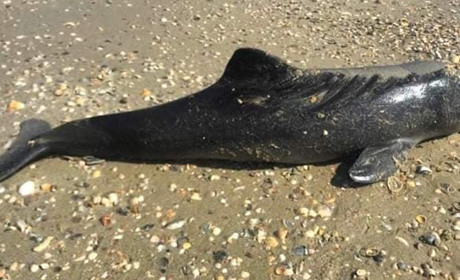 На узбережжі Одещини виявили мертвих дельфінів