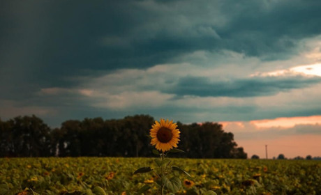 Погода в Кагарлику та Ржищеві на тиждень - з 1 по 7 серпня