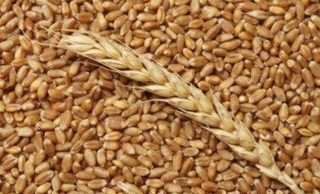 Росіяни погрожують «націоналізувати» сільгоспземлі Мелітопольщини: фермери покидають урожай