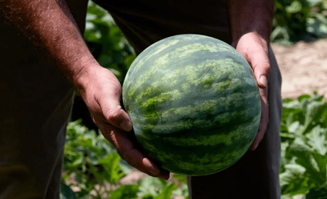 Із Великої Багачки і трохи із Запоріжжя: звідки у Гадяч везуть кавуни і дині
