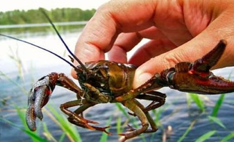 Із 15 серпня на Полтавщині діятиме заборона на вилов раків